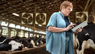 Woman using a tablet in a dairy barn
