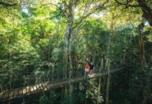 Two people walking across a wooden suspension bridge in a lush green forest