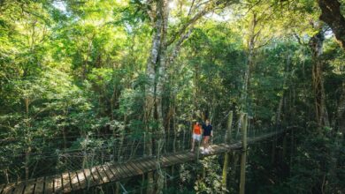 Two people walking across a wooden suspension bridge in a lush green forest