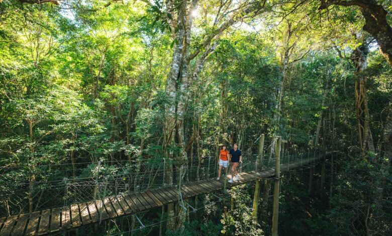 Como Viajar e Trabalhar em Eco-Turismo: Oportunidades e Dicas - Web Nômade Digital Two people walking across a wooden suspension bridge in a lush green forest
