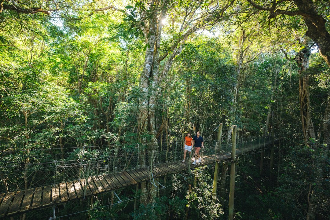Como Viajar e Trabalhar em Eco-Turismo: Oportunidades e Dicas - Web Nômade Digital Two people walking across a wooden suspension bridge in a lush green forest
