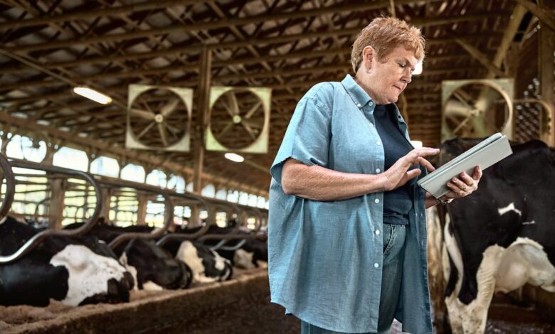 Como Viajar e Trabalhar em Comunidades de Sustentabilidade - Web Nômade Digital Woman using a tablet in a dairy barn