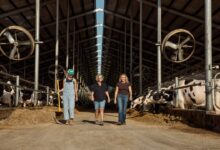 Three women walking through a dairy barn