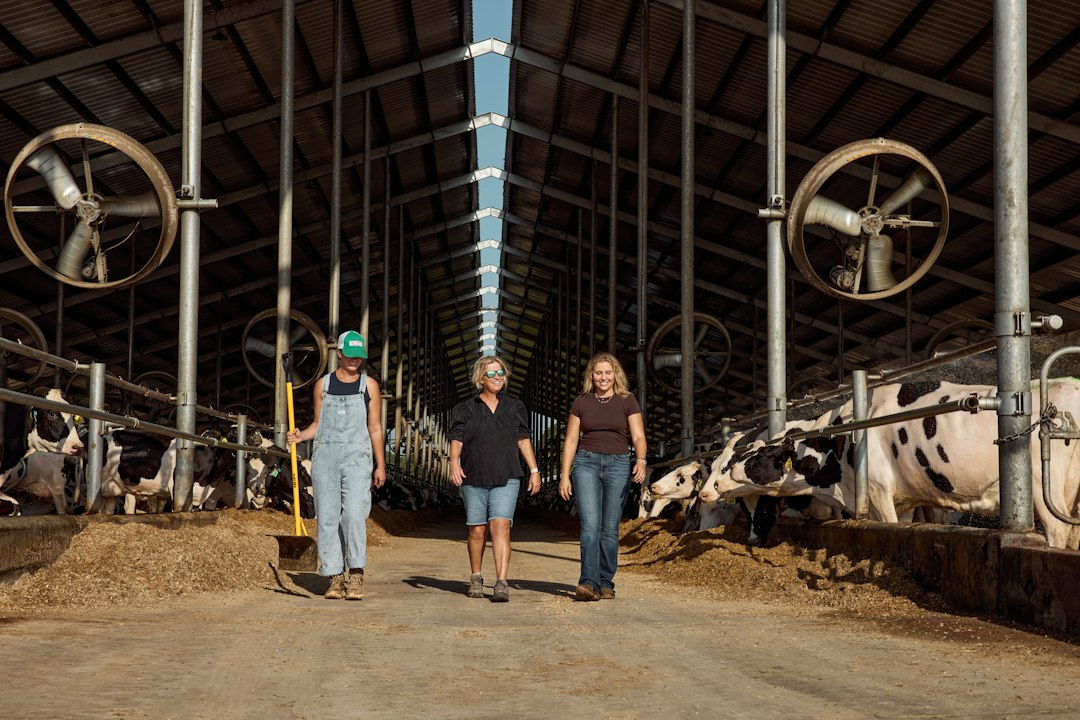 Three women walking through a dairy barn